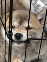 Shiba Inu, a female Shiba Inu for sale in Fort Myers, FL – Photo 1 of 10