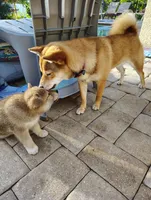 Shiba Inu, a female Shiba Inu for sale in Fort Myers, FL – Photo 9 of 10
