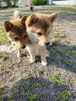 Shiba Inu, a female Shiba Inu for sale in Fort Myers, FL – Photo 9 of 10