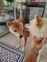 Shiba Inu, a female Shiba Inu for sale in Fort Myers, FL – Photo 4 of 10