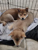 Shiba Inu, a female Shiba Inu for sale in Fort Myers, FL – Photo 7 of 10