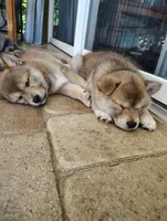 Shiba Inu, a female Shiba Inu for sale in Fort Myers, FL – Photo 7 of 10