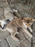 Shiba Inu, a female Shiba Inu for sale in Fort Myers, FL – Photo 10 of 10