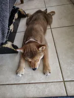 Shiba Inu, a female Shiba Inu for sale in Fort Myers, FL – Photo 4 of 10