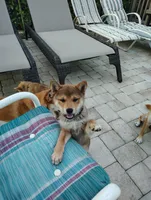 Shiba Inu, a female Shiba Inu for sale in Fort Myers, FL – Photo 3 of 10