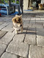 Shiba Inu, a female Shiba Inu for sale in Fort Myers, FL – Photo 10 of 10