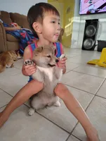 Shiba Inu, a female Shiba Inu for sale in Fort Myers, FL – Photo 3 of 10