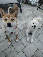 Shiba Inu, a female Shiba Inu for sale in Fort Myers, FL – Photo 6 of 10