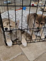 Shiba Inu, a female Shiba Inu for sale in Fort Myers, FL – Photo 6 of 10