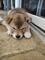 Shiba Inu, a female Shiba Inu for sale in Fort Myers, FL – Photo 8 of 10