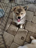 Shiba Inu, a female Shiba Inu for sale in Fort Myers, FL – Photo 5 of 10