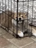 Shiba Inu, a female Shiba Inu for sale in Fort Myers, FL – Photo 2 of 10