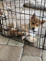 Shiba Inu, a female Shiba Inu for sale in Fort Myers, FL – Photo 5 of 10