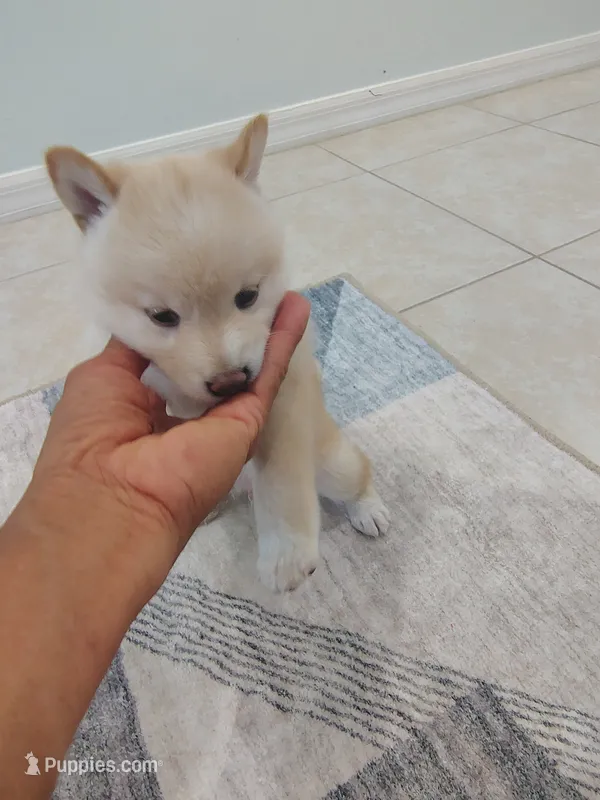 Shiba Inu – Shiba Inu puppy for sale in Fort Myers, FL