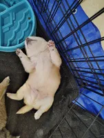 Shiba Inu, a male Shiba Inu for sale in Fort Myers, FL – 2 of 2