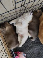 No name , a  Shiba Inu for sale in Fort Myers, FL – Photo 6 of 9