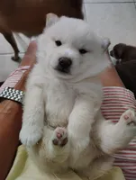 No name , a  Shiba Inu for sale in Fort Myers, FL – Photo 3 of 9