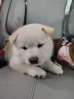 No name , a  Shiba Inu for sale in Fort Myers, FL – Photo 1 of 9