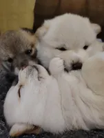 No name , a  Shiba Inu for sale in Fort Myers, FL – Photo 7 of 9