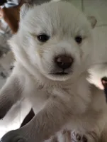 No name , a  Shiba Inu for sale in Fort Myers, FL – Photo 2 of 9