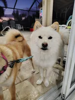 No name , a  Shiba Inu for sale in Fort Myers, FL – Photo 9 of 9