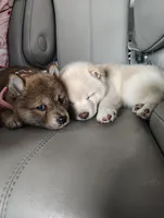 No name , a  Shiba Inu for sale in Fort Myers, FL – Photo 5 of 9