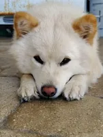 No name , a  Shiba Inu for sale in Fort Myers, FL – Photo 8 of 9