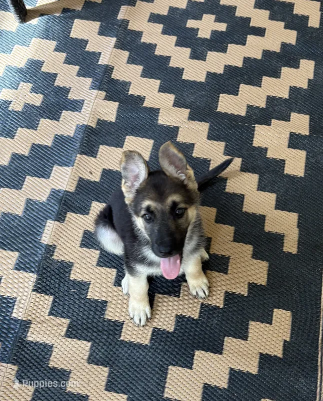Dimples – German Shepherd Dog puppy for sale in Saucier, MS