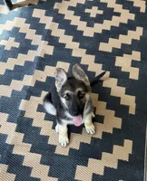 Dimples, a female German Shepherd Dog for sale in Saucier, MS – 1 of 4