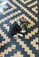 Dimples, a female German Shepherd Dog for sale in Saucier, MS – 2 of 4