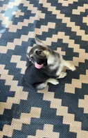 Dimples, a female German Shepherd Dog for sale in Saucier, MS – 3 of 4