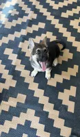 Dimples, a female German Shepherd Dog for sale in Saucier, MS – 4 of 4