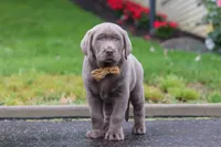 Smoke, a male Labrador Retriever for sale in Millersburg, OH – 8 of 9