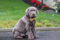 Smoke, a male Labrador Retriever for sale in Millersburg, OH – 5 of 9