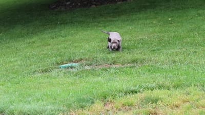 Gunner, a male Labrador Retriever for sale in Millersburg, OH – 7 of 7