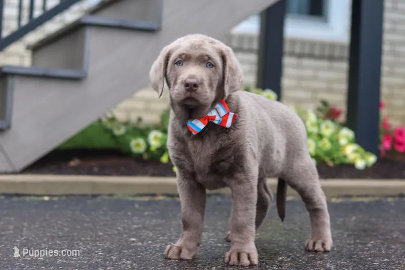 Gunner – Labrador Retriever puppy for sale in Millersburg, OH