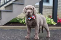 Gunner, a male Labrador Retriever for sale in Millersburg, OH – 1 of 7