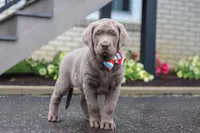 Gunner, a male Labrador Retriever for sale in Millersburg, OH – 6 of 7