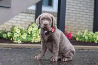 Gunner, a male Labrador Retriever for sale in Millersburg, OH – 5 of 7