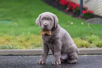 Smoke, a male Labrador Retriever for sale in Millersburg, OH – 3 of 9