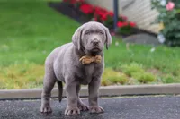 Smoke, a male Labrador Retriever for sale in Millersburg, OH – 2 of 9