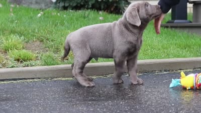 Smoke, a male Labrador Retriever for sale in Millersburg, OH – 9 of 9