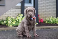 Gunner, a male Labrador Retriever for sale in Millersburg, OH – 3 of 7