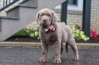 Gunner, a male Labrador Retriever for sale in Millersburg, OH – 4 of 7