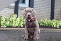 Gunner, a male Labrador Retriever for sale in Millersburg, OH – 2 of 7