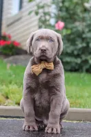 Smoke, a male Labrador Retriever for sale in Millersburg, OH – 7 of 9