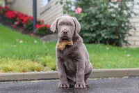 Smoke, a male Labrador Retriever for sale in Millersburg, OH – 6 of 9