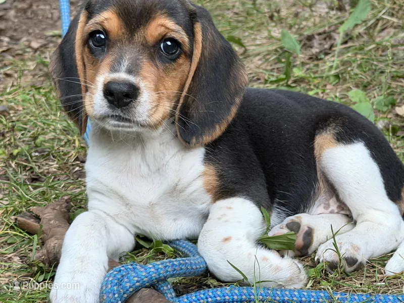 Baby blue collar – Beagle puppy for sale in Grant, MI