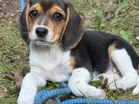 Baby blue collar, a female Beagle for sale in Grant, MI – 1 of 10