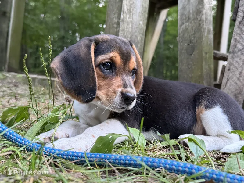 Baby blue collar – Beagle puppy for sale in Grant, MI